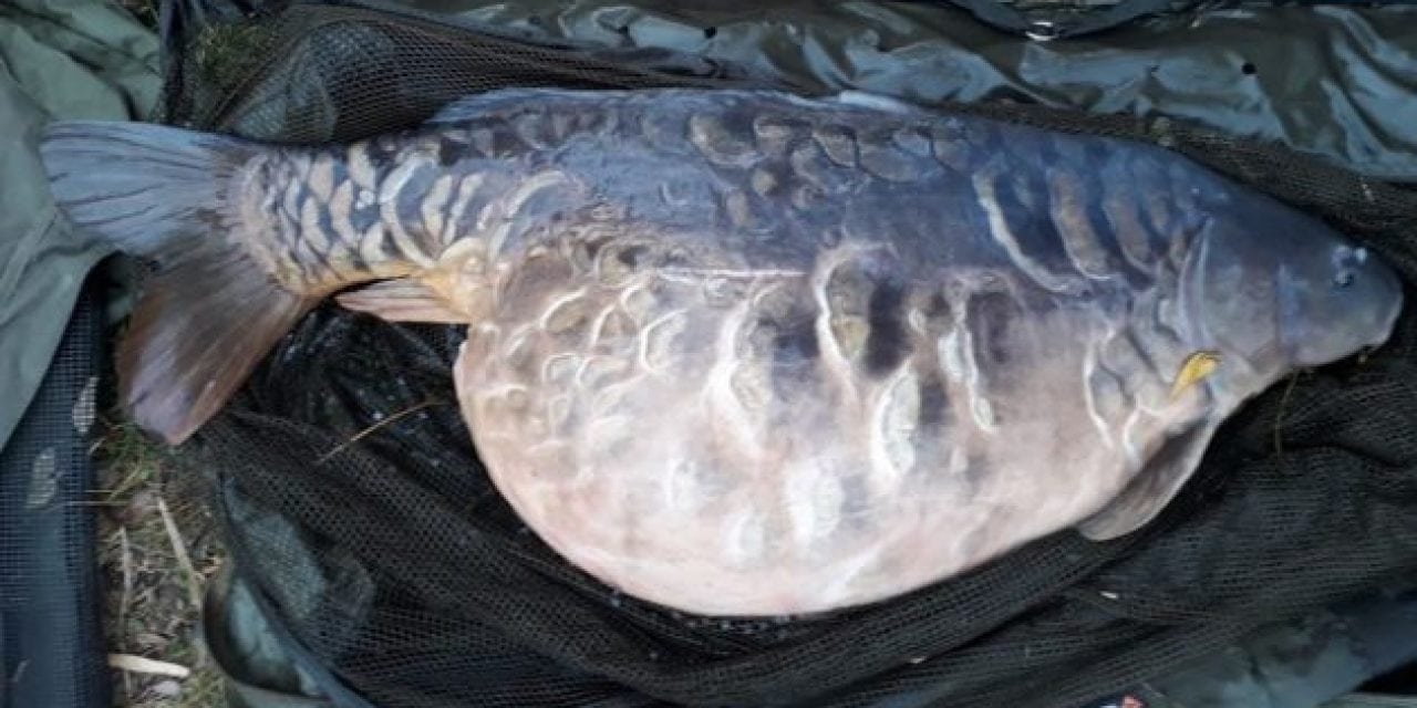 U.K. Angler Catches 83-Pound Carp, but Stays Anonymous