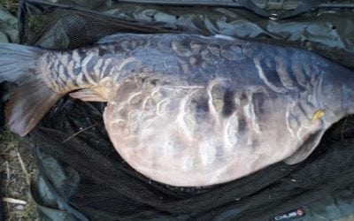 U.K. Angler Catches 83-Pound Carp, but Stays Anonymous
