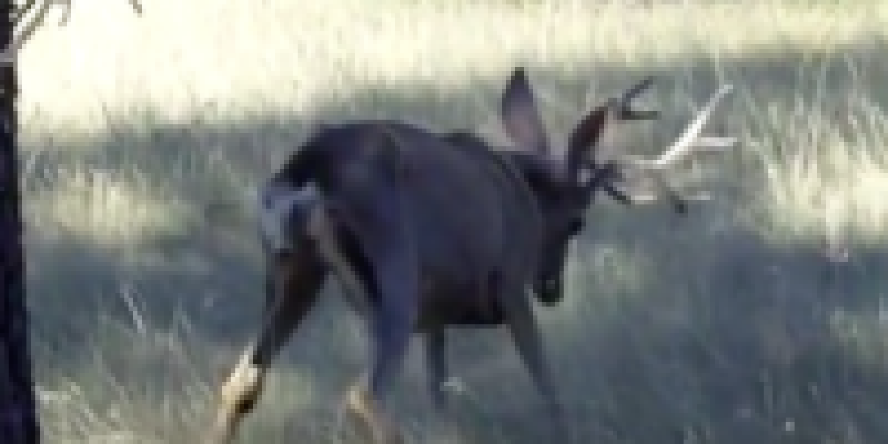Video: Deer with Chronic Wasting Disease
