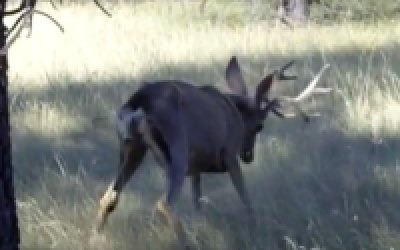 Video: Deer with Chronic Wasting Disease