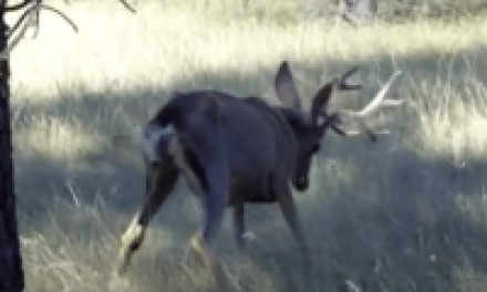 Video: Deer with Chronic Wasting Disease