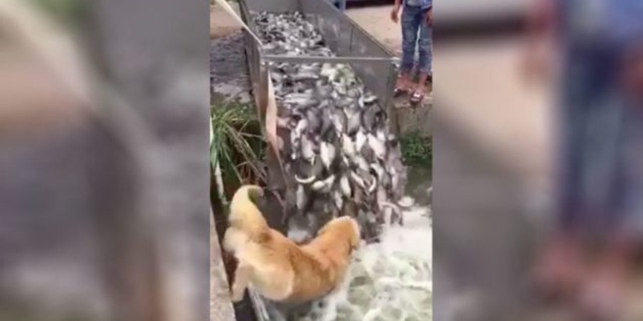 Video: Dog’s Assist During Fish Release is a Must-See
