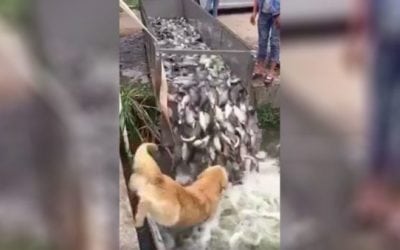 Video: Dog’s Assist During Fish Release is a Must-See