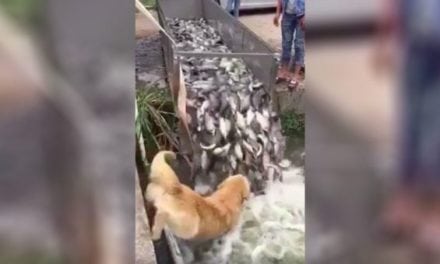 Video: Dog’s Assist During Fish Release is a Must-See