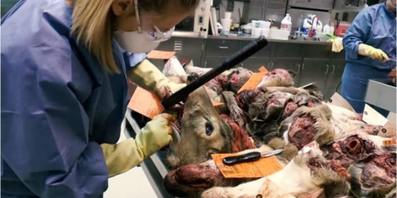Video: Here’s How the Michigan DNR Tests Deer for CWD