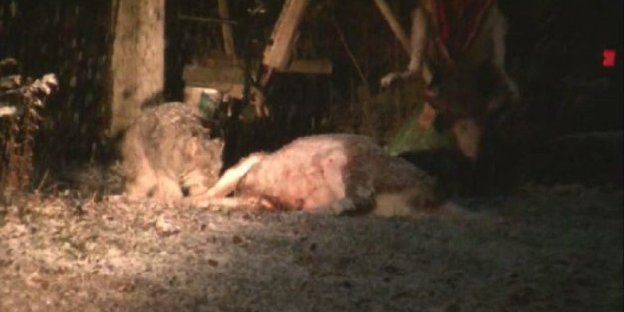 Video: Hungry Lynx Chows Down on Harvested Deer at Hunt Camp