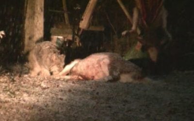 Video: Hungry Lynx Chows Down on Harvested Deer at Hunt Camp