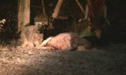 Video: Hungry Lynx Chows Down on Harvested Deer at Hunt Camp