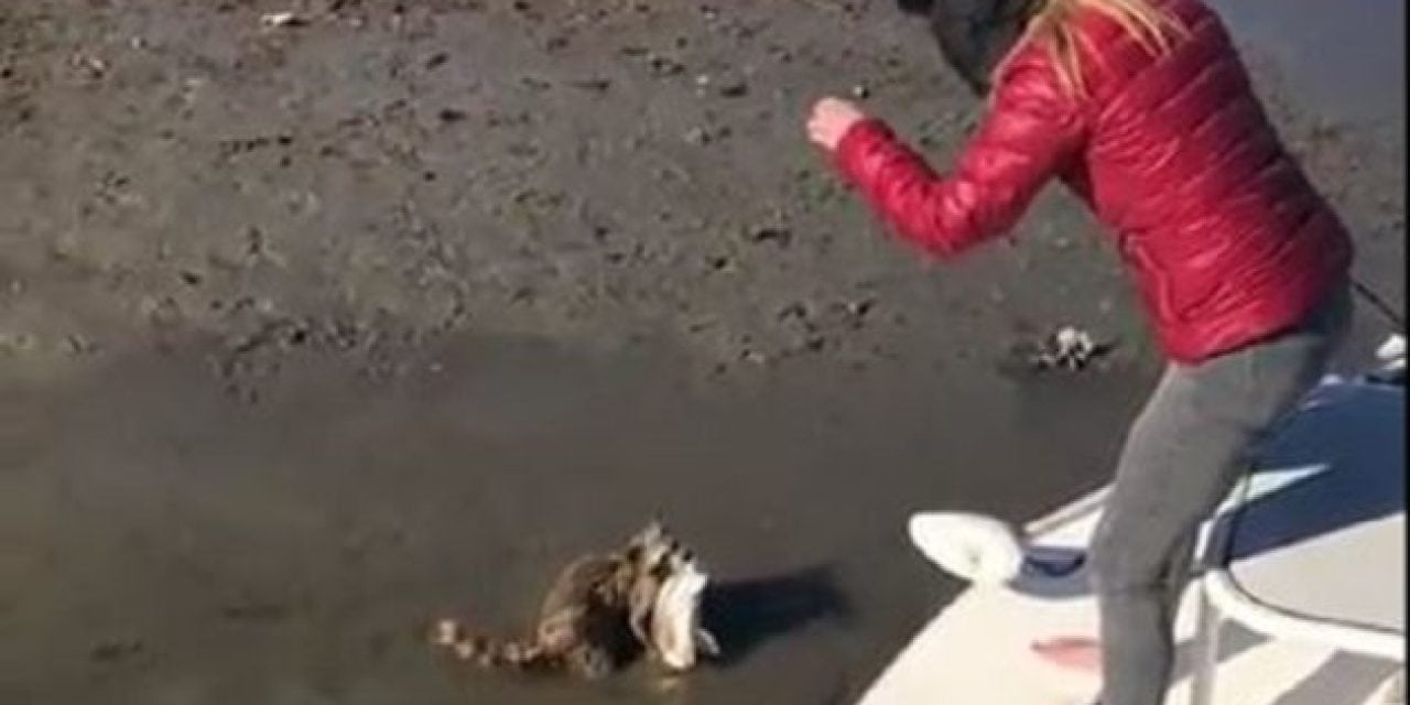 Video: Hungry Raccoon Hilariously Intercepts Hooked Redfish