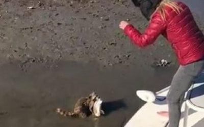 Video: Hungry Raccoon Hilariously Intercepts Hooked Redfish