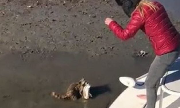 Video: Hungry Raccoon Hilariously Intercepts Hooked Redfish