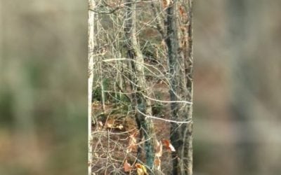 VIDEO: Opening Day Hunt Spoiled By Chainsawing Neighbor