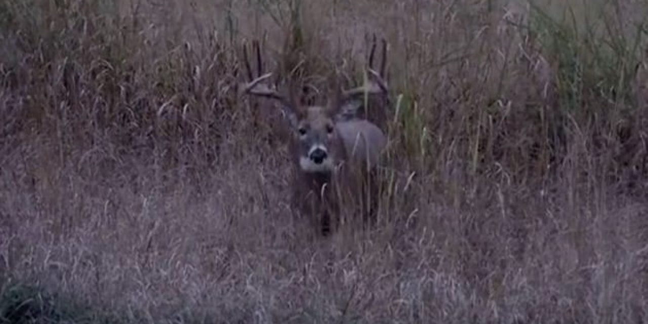 Video Released of Don Higgins’ Hunt of “Smokey,” the 206-Inch Giant