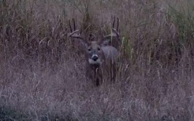 Video Released of Don Higgins’ Hunt of “Smokey,” the 206-Inch Giant