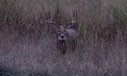 Video Released of Don Higgins’ Hunt of “Smokey,” the 206-Inch Giant