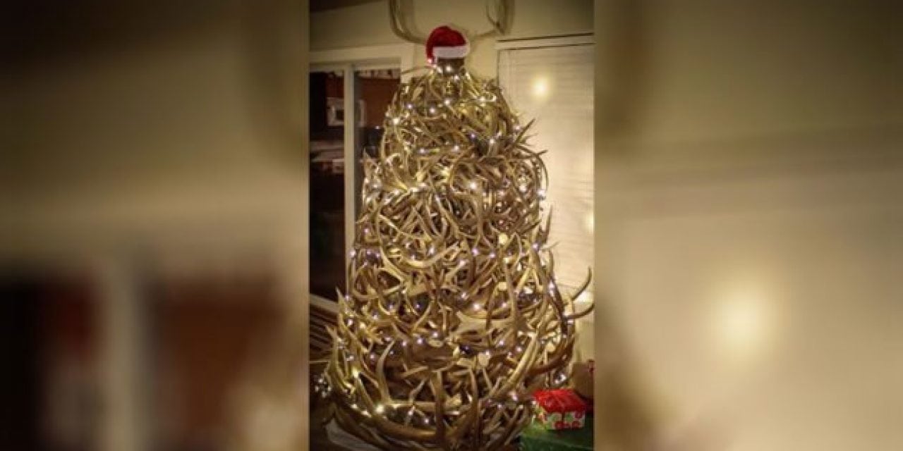 Video: This Awesome Shed Antler Tree Will Get You in the Christmas Spirit