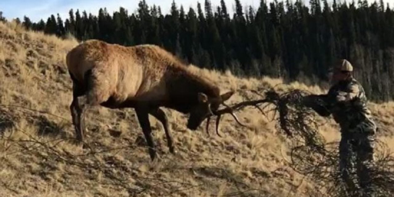 Video: This New Mexico Bull Elk is in One Heck of a Tangled Mess