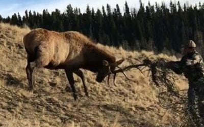 Video: This New Mexico Bull Elk is in One Heck of a Tangled Mess