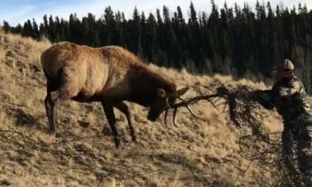Video: This New Mexico Bull Elk is in One Heck of a Tangled Mess