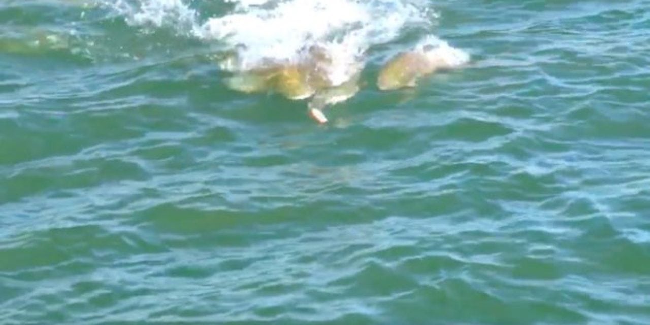 Video: This School of Redfish Chasing a Popper Will Get You Amped