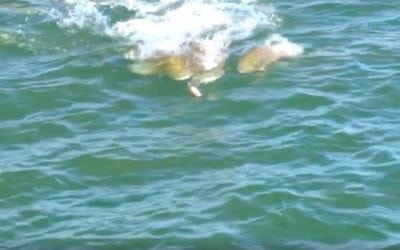 Video: This School of Redfish Chasing a Popper Will Get You Amped