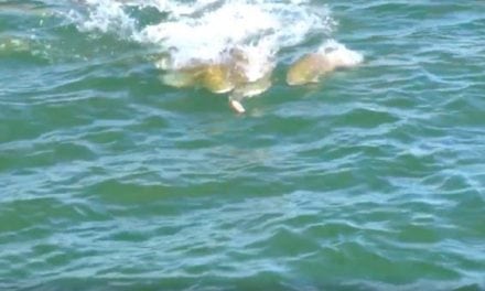 Video: This School of Redfish Chasing a Popper Will Get You Amped