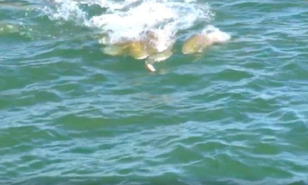 Video: This School of Redfish Chasing a Popper Will Get You Amped