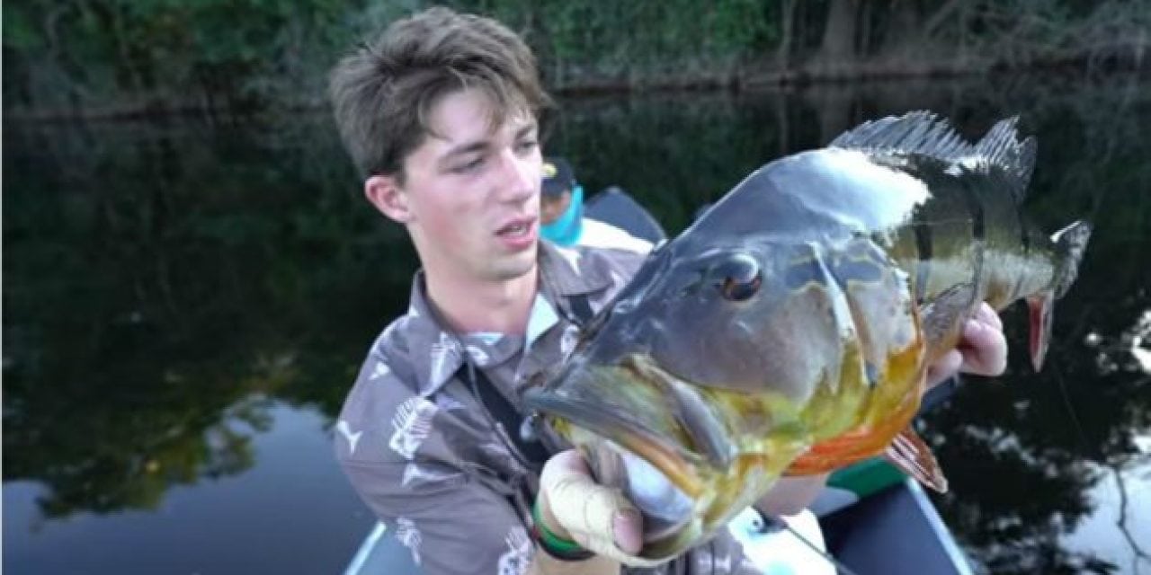 Watch: Jon B Goes After Monster Amazon River Peacock Bass