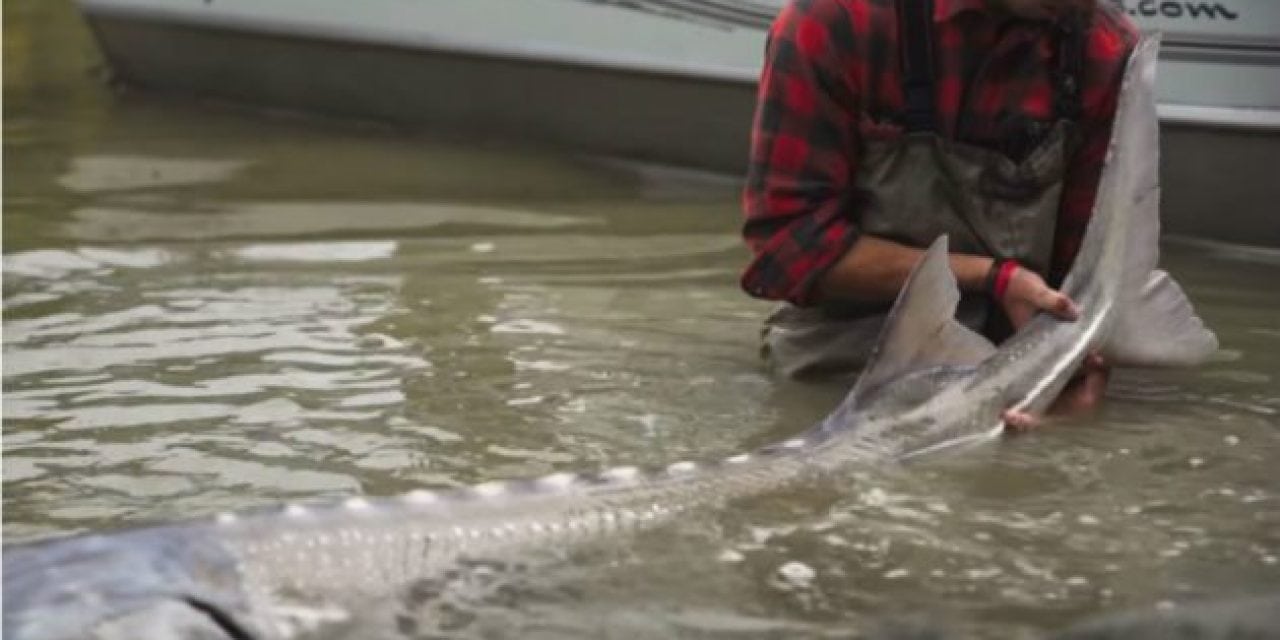 Watch: This Sturgeon Fishing Video Will Make You Want to Pack Your Bags for Canada