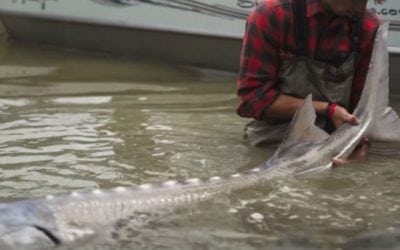 Watch: This Sturgeon Fishing Video Will Make You Want to Pack Your Bags for Canada