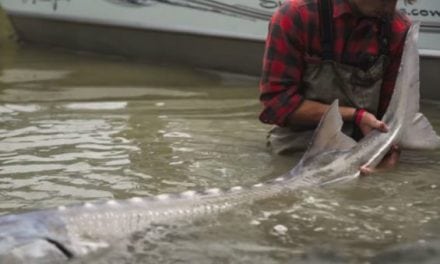 Watch: This Sturgeon Fishing Video Will Make You Want to Pack Your Bags for Canada