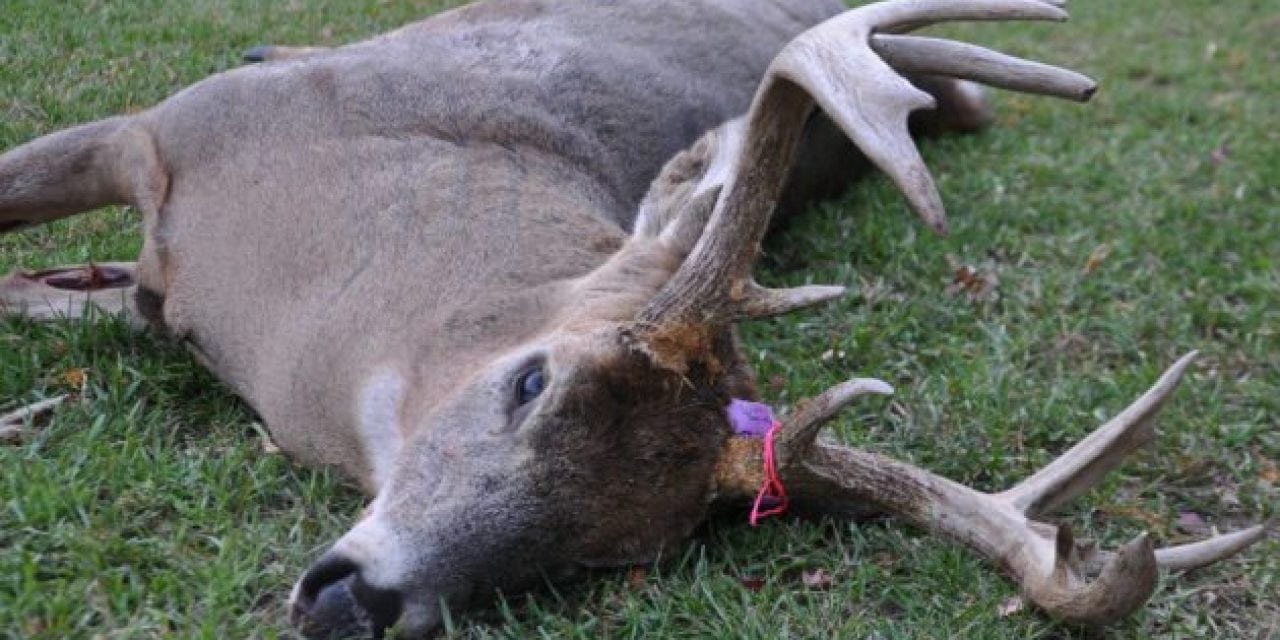 #WhitetailWednesday: I Didn’t Shoot a Deer This Year and It’s OK