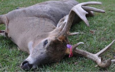 #WhitetailWednesday: I Didn’t Shoot a Deer This Year and It’s OK
