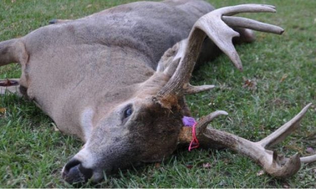 #WhitetailWednesday: I Didn’t Shoot a Deer This Year and It’s OK