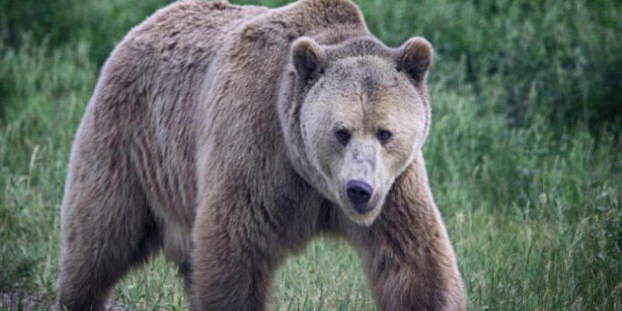 Wyoming Elk Guide Fights Off Grizzly with Knife to Save Female Client