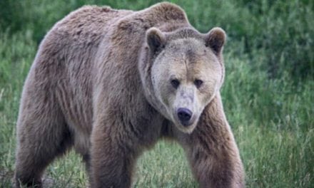 Wyoming Elk Guide Fights Off Grizzly with Knife to Save Female Client