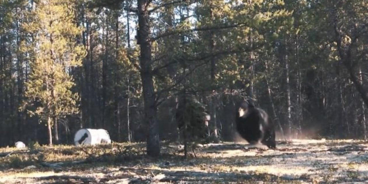 You’ve Never Seen a Black Bear Fight Like This One in Saskatchewan