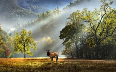 9th Annual Nature’s Colors Contest Winners