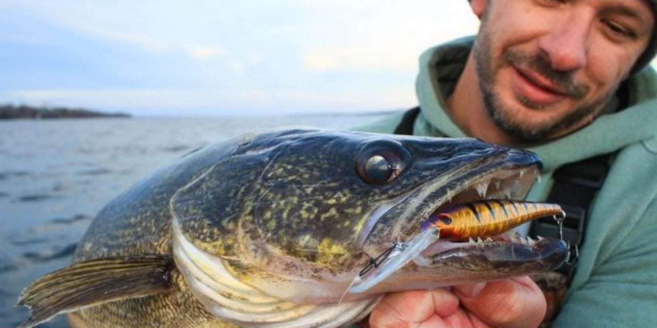 A Berkley Flicker Minnow… and My Double-Digit Trophy Walleye