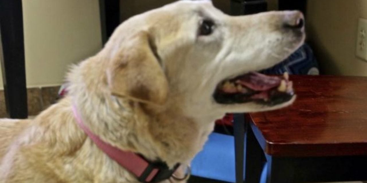 Abandoned Dog Rescued After Retrieving Pheasant for Surprised Hunter
