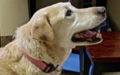 Abandoned Dog Rescued After Retrieving Pheasant for Surprised Hunter