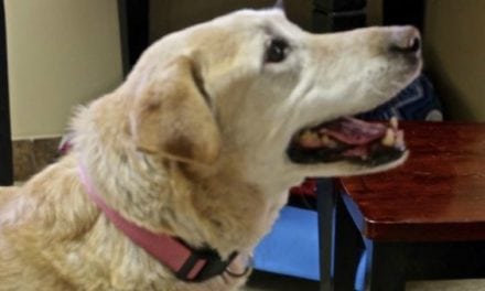Abandoned Dog Rescued After Retrieving Pheasant for Surprised Hunter