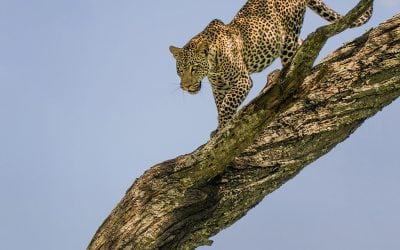 Alert The Border Guard