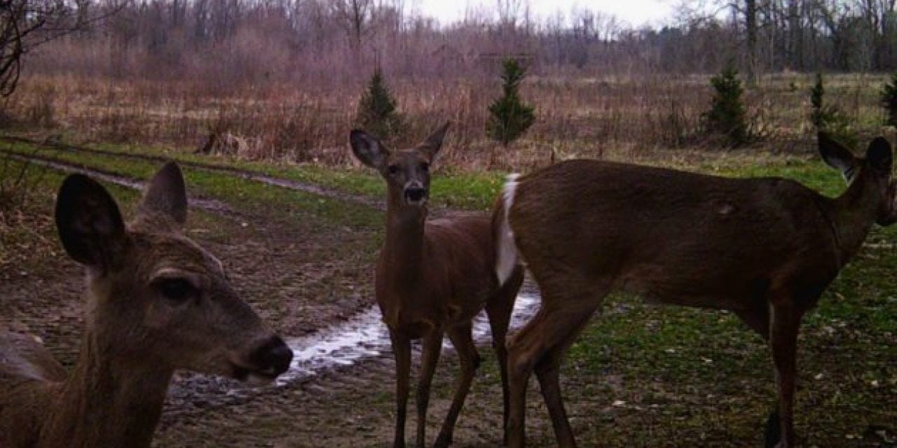 Ann Arbor Deer Cull Protesters Trying to Use Homeless Man’s Presence to Stop Cull