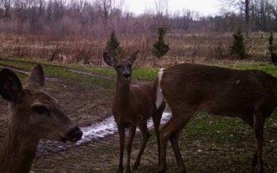 Ann Arbor Deer Cull Protesters Trying to Use Homeless Man’s Presence to Stop Cull