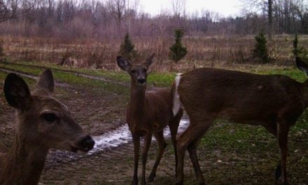 Ann Arbor Deer Cull Protesters Trying to Use Homeless Man’s Presence to Stop Cull