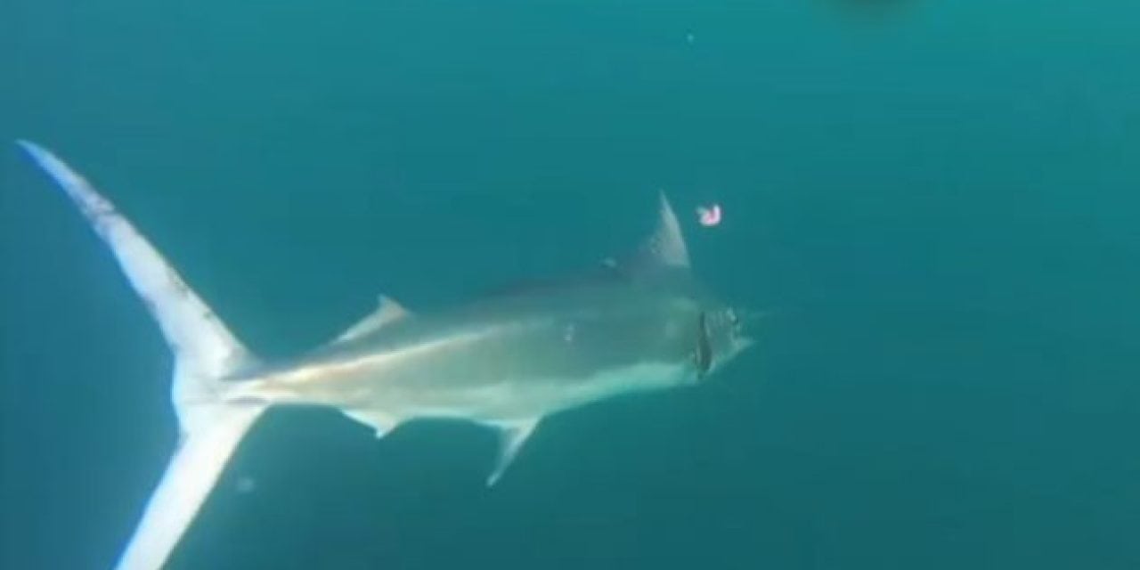Australian Fisherman Lands Impressive Marlin While Kayak Fishing