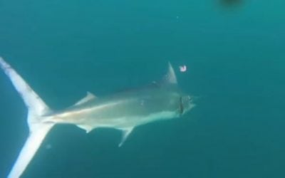 Australian Fisherman Lands Impressive Marlin While Kayak Fishing