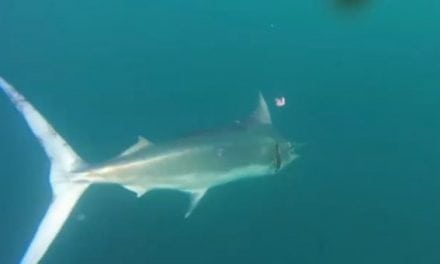 Australian Fisherman Lands Impressive Marlin While Kayak Fishing