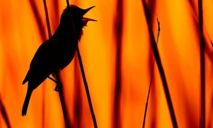 Backlight And Silhouettes Assignment Winner Milko Marchetti